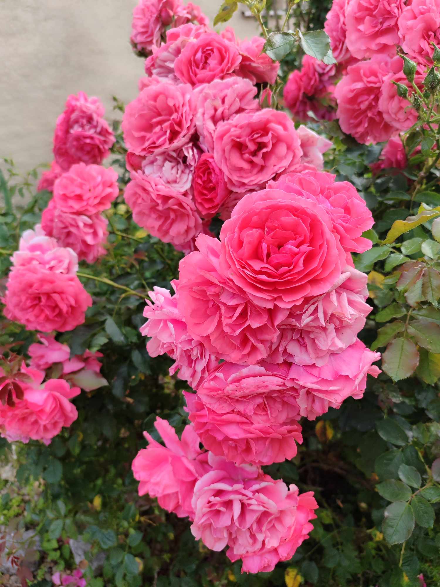 Anglická popínavá ruža Rosarium Uetersen